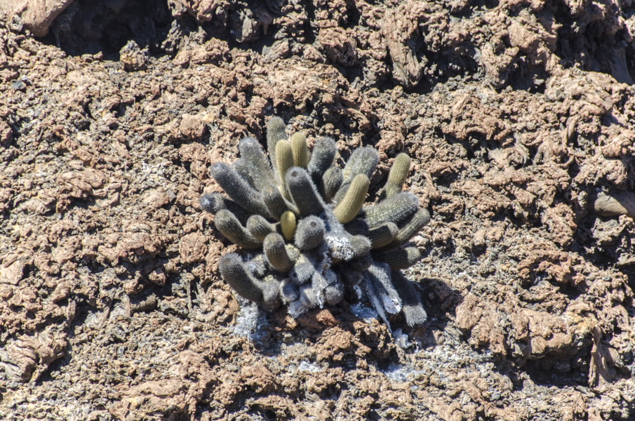 Cactus de lava - isla Bartolome - islas Galápagos - Ecuador 2